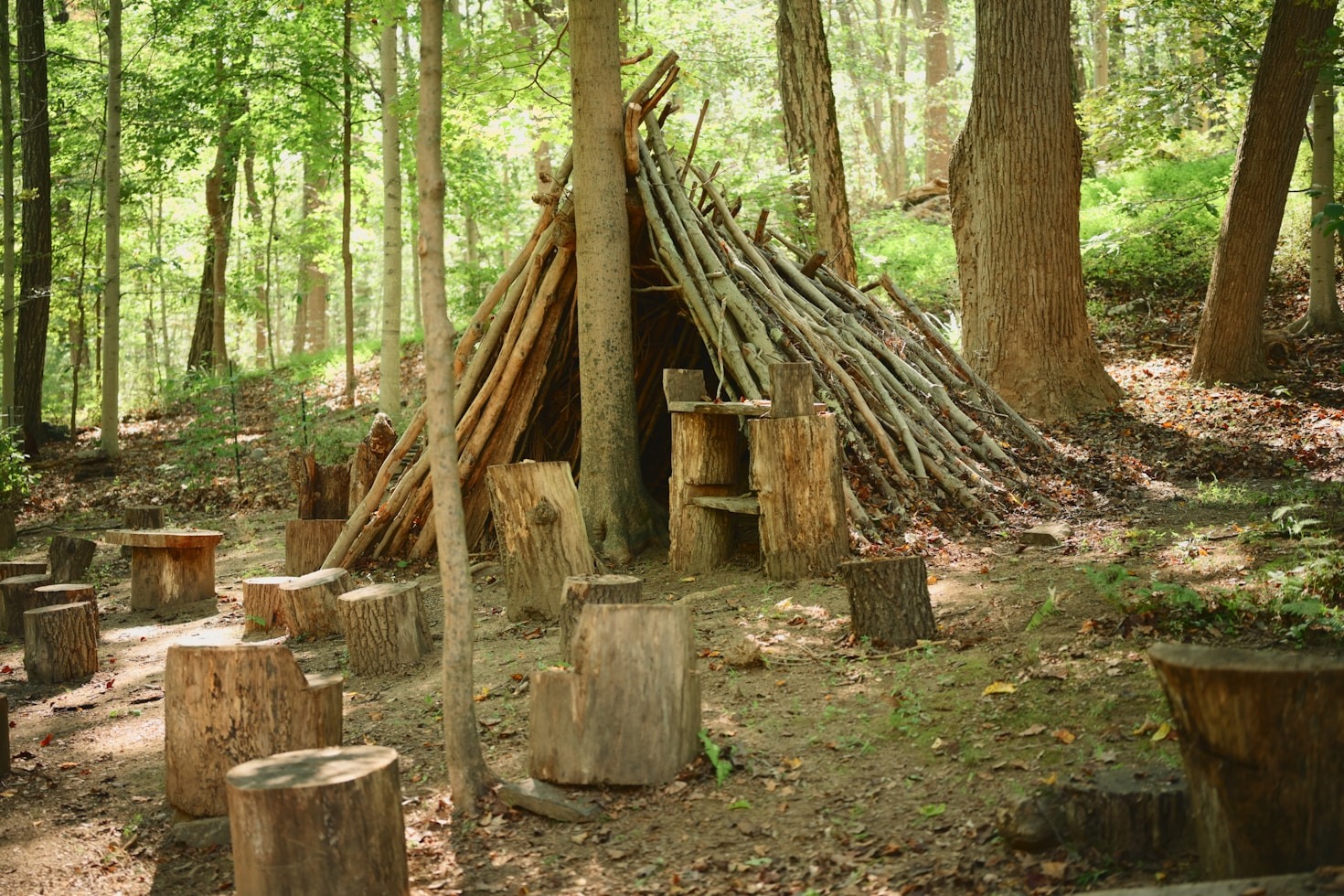 Finding Balance Through Mindful Forest Immersion